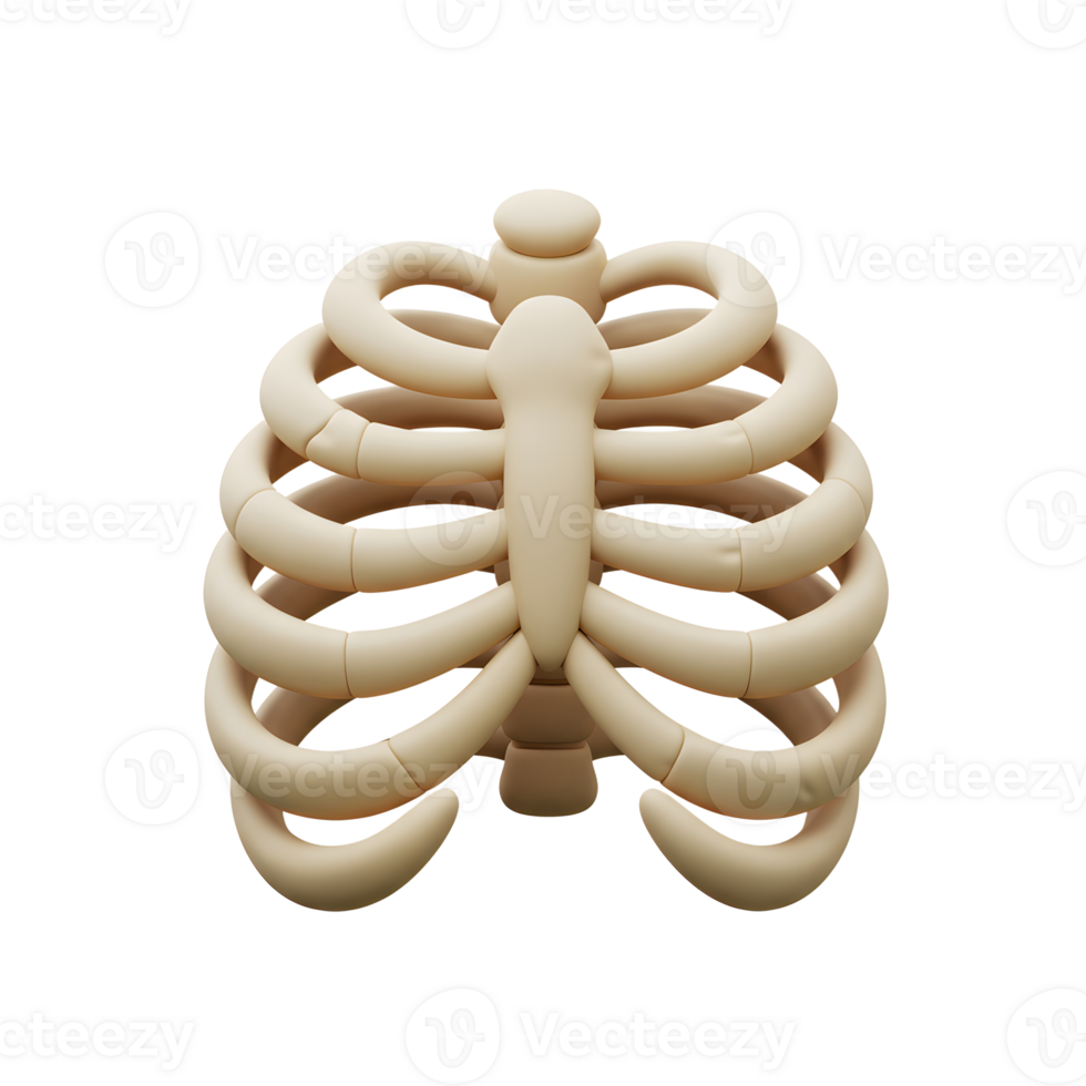 A 3D render depicts a human ribcage in a simplified, cartoon like style, showcasing its structure for educational or illustrative usage. png