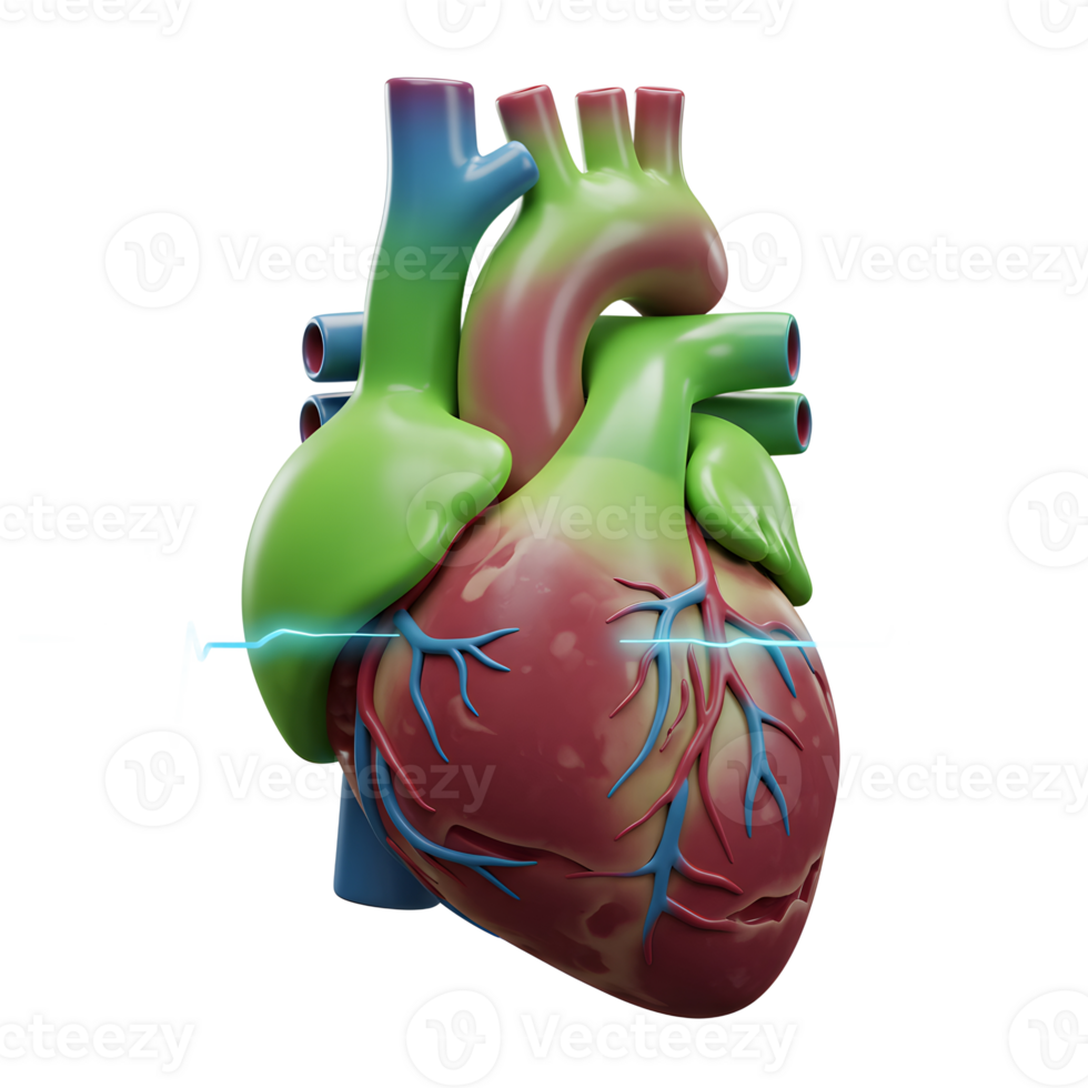 A colorful 3D render of a human heart is shown with a vibrant electrocardiogram, suggesting the importance of cardiac health and for medical illustration. png