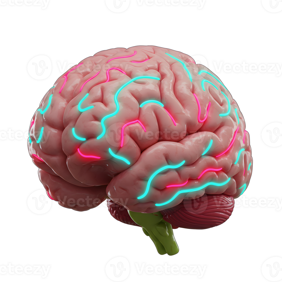 A human brain is displayed with pink and cyan neon lines accentuating its structure, suitable for use in science and education. png