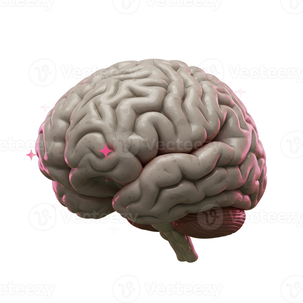 A detailed rendering of a brain is accented by several pink stars, providing a visually engaging image for use in science or health related content. png