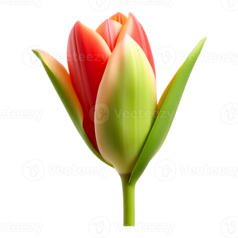 Realistic 3D rendering of a vibrant red tulip bud on a transparent background. png