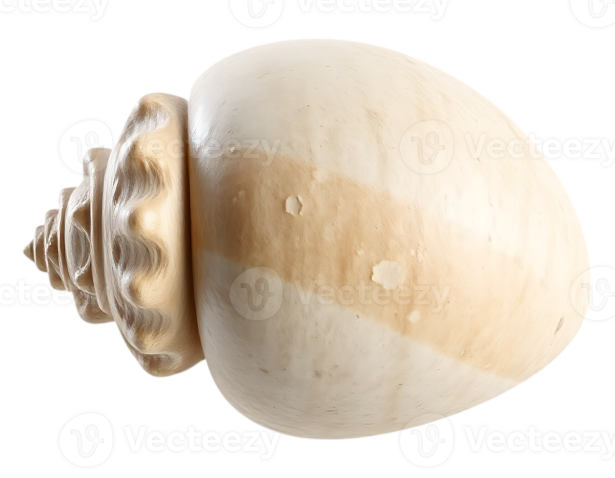 Close-up of a Detailed Beige Seashell with a Spiral Structure on a Transparent Background png