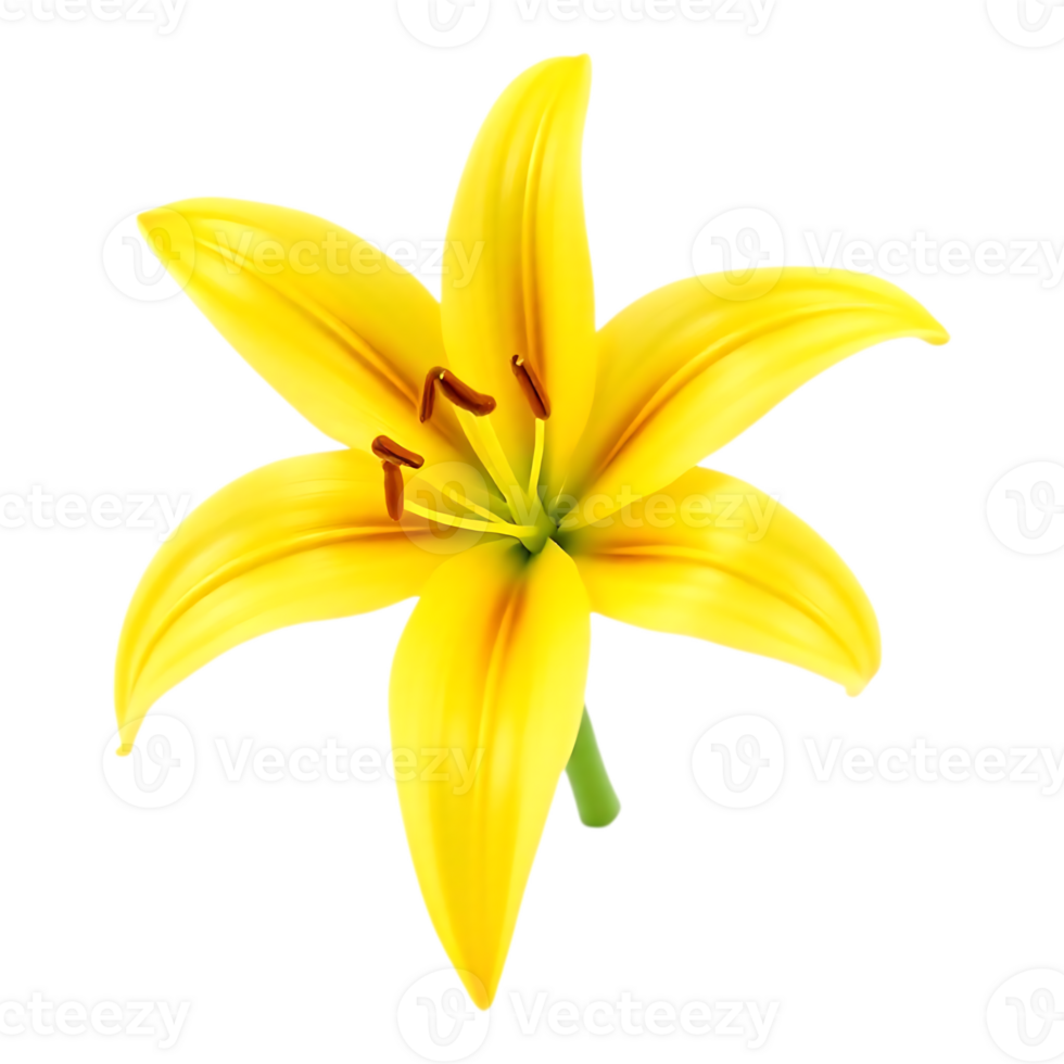Vibrant Yellow Lily Blossom on Transparent Background png
