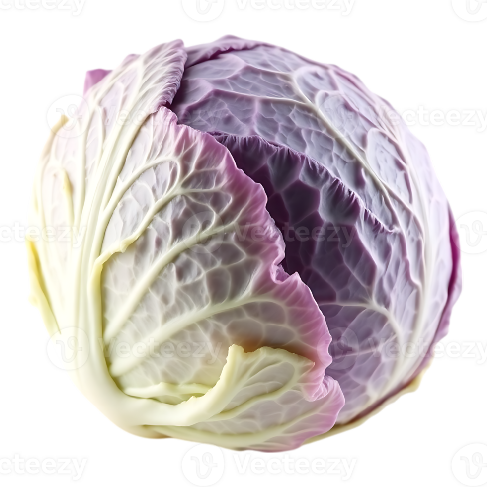 Vibrant Red Cabbage Head on a Transparent Background png