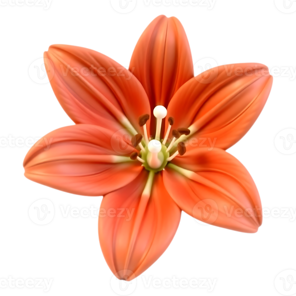 Vibrant Orange Lily Blossom Isolated on Transparent Background png