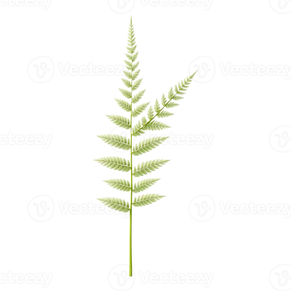 Realistic isolated fern leaf on transparent background png