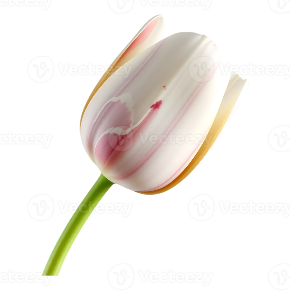 Close-up of a beautiful white and pink tulip on a transparent background png