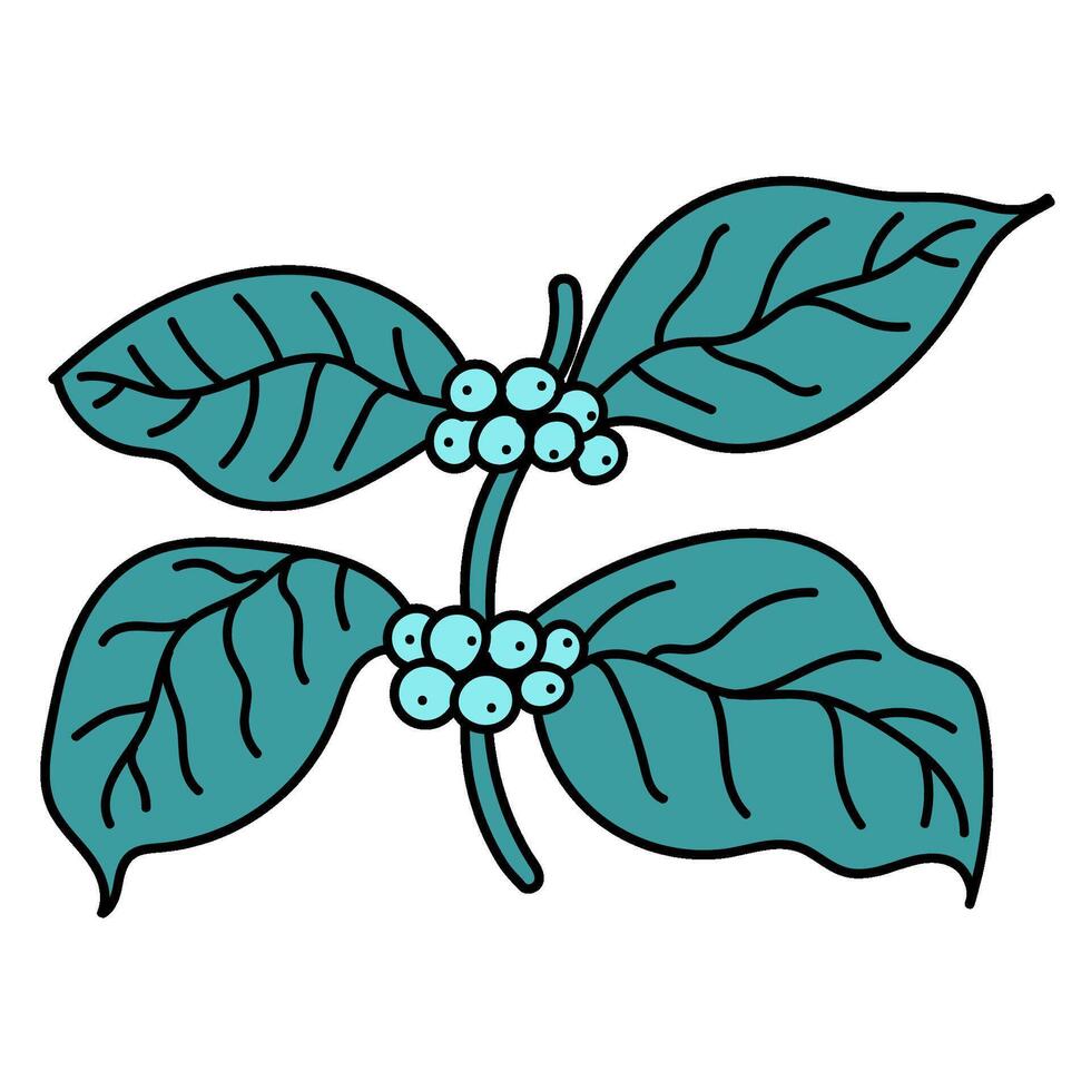 coffee plant hand drawn color illustration vector