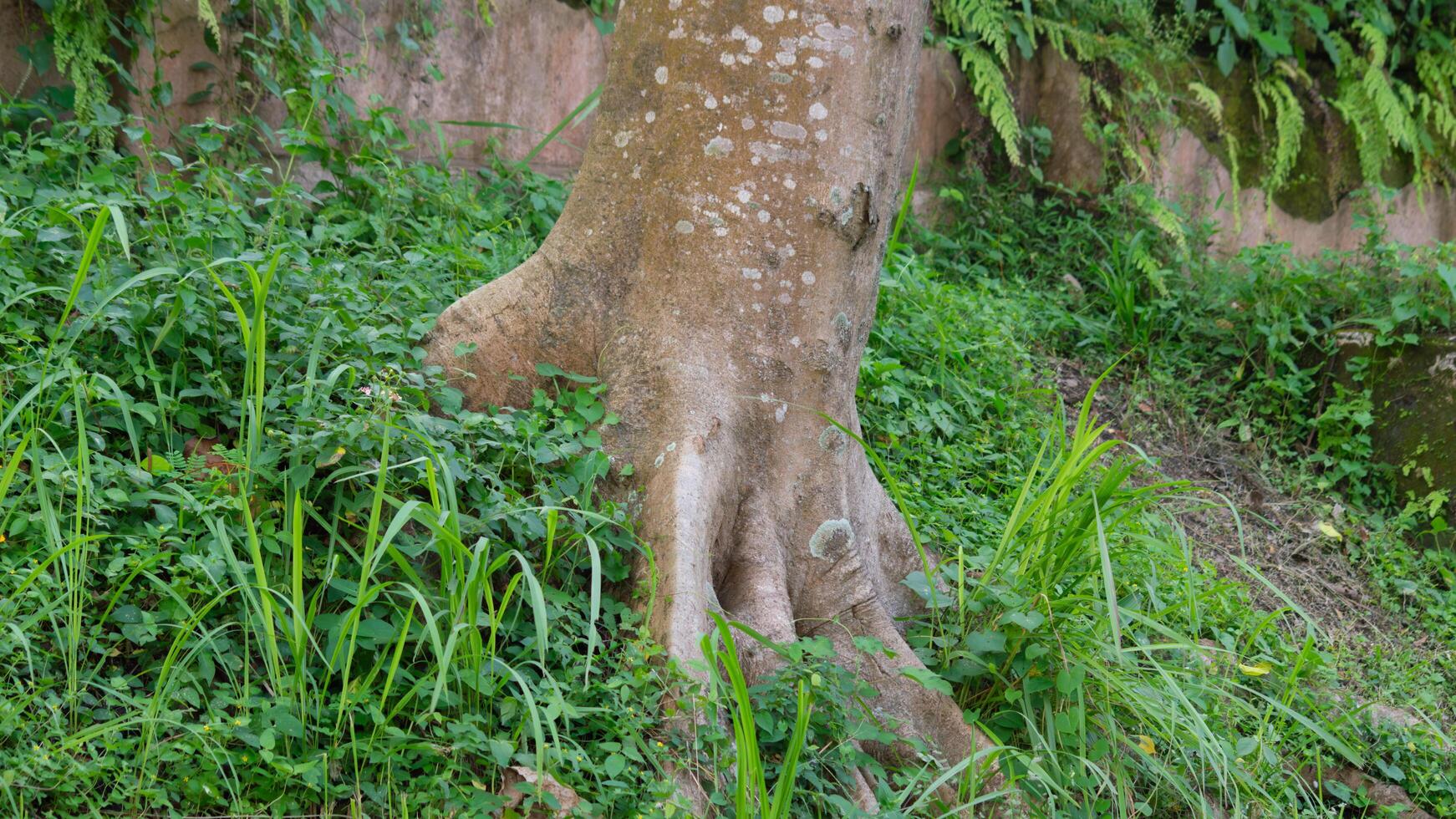 Close-up of moss-covered tree roots entwined with wild plants over an old, abandoned structure. A vivid scene of nature reclaiming ruins, rich in forest texture and tropical jungle atmosphere. photo