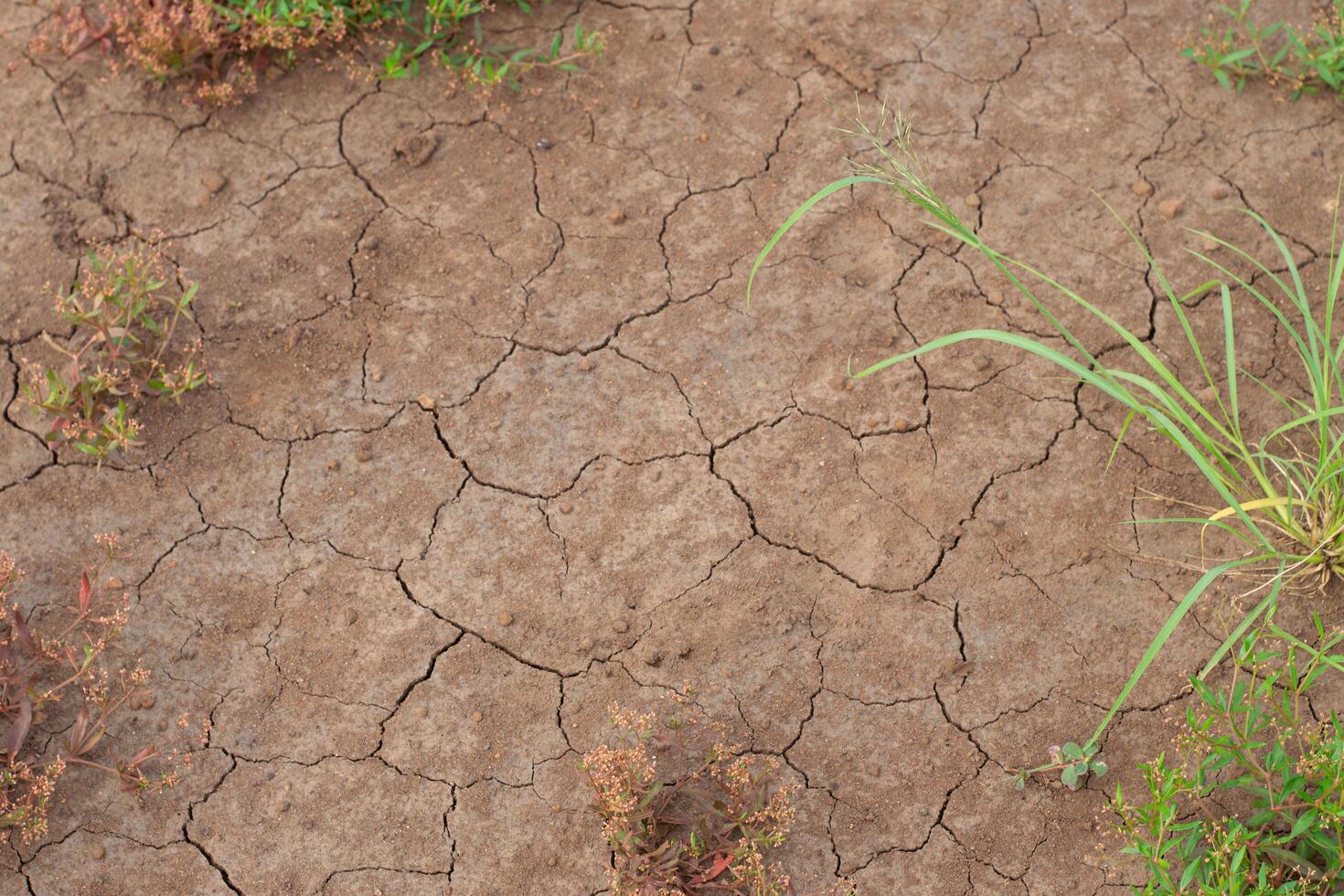 Dry, cracked soil scattered with wild grass and Mimosa pudica plants, highlighting signs of drought and climate stress. A striking visual for themes of environmental degradation and water scarcity. photo