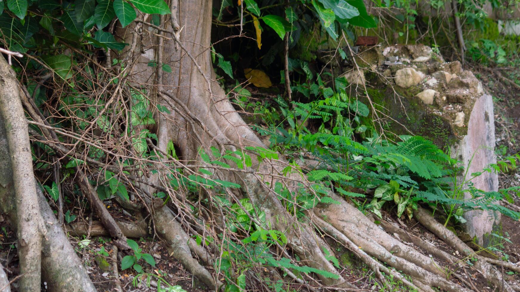 Tree roots growing over abandoned building wall with moss and wild plants. Nature reclaiming ruins, forest floor texture, overgrown jungle vegetation, decay and resilience background. photo