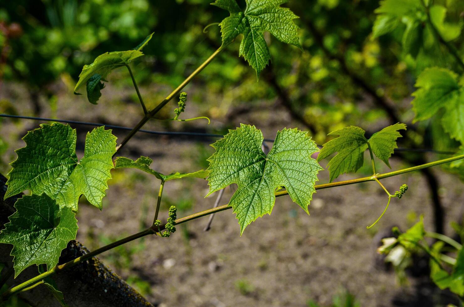 A vine with green leaves and a few buds. The leaves are wet and the vine is growing on a wire photo