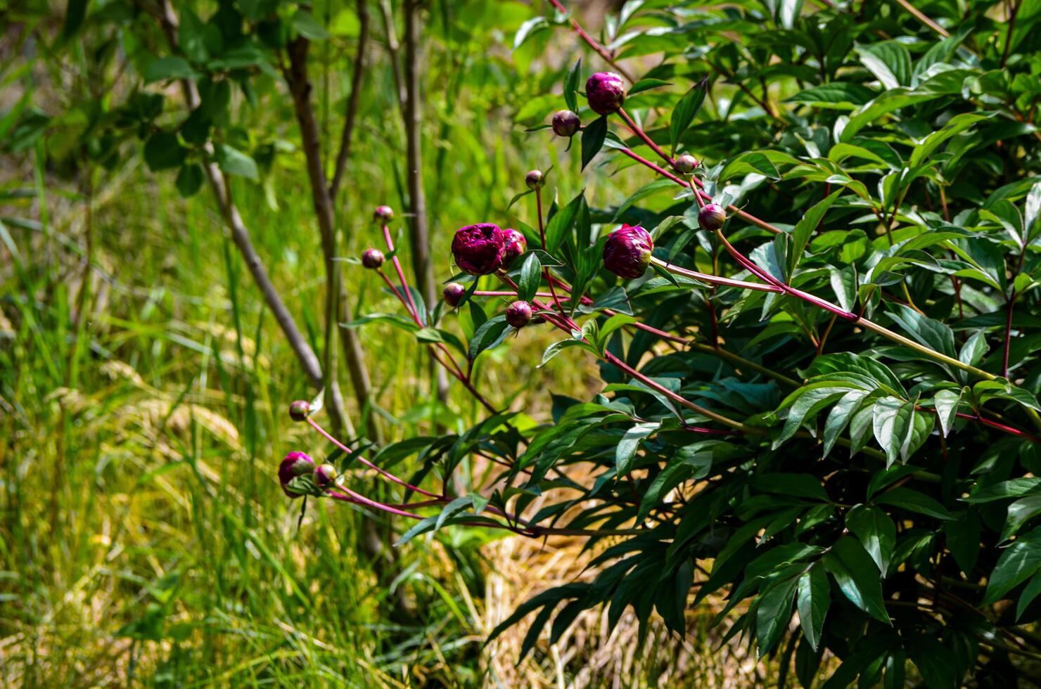 A bush with purple flowers is in a field. The flowers are small and clustered together. The field is green and lush, with a few trees in the background photo