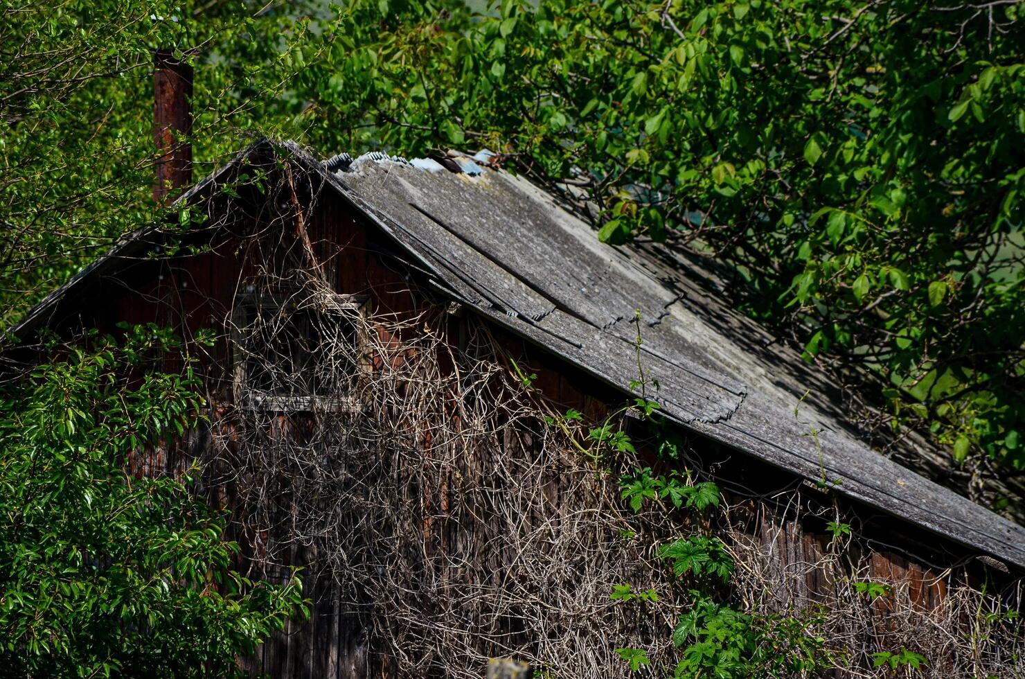 A dilapidated old house with a chimney and a roof covered in vines. The house is surrounded by trees and bushes photo