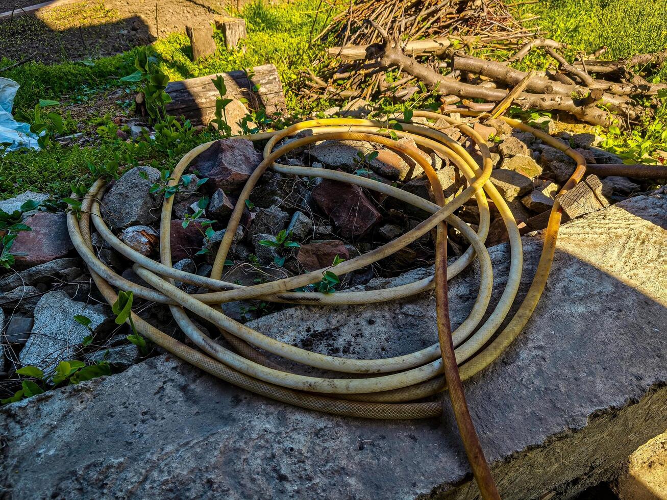 A long piece of hose is laying on a cement slab. The hose is brown and has a few weeds growing out of it. The hose is surrounded by rocks and he is in a yard photo