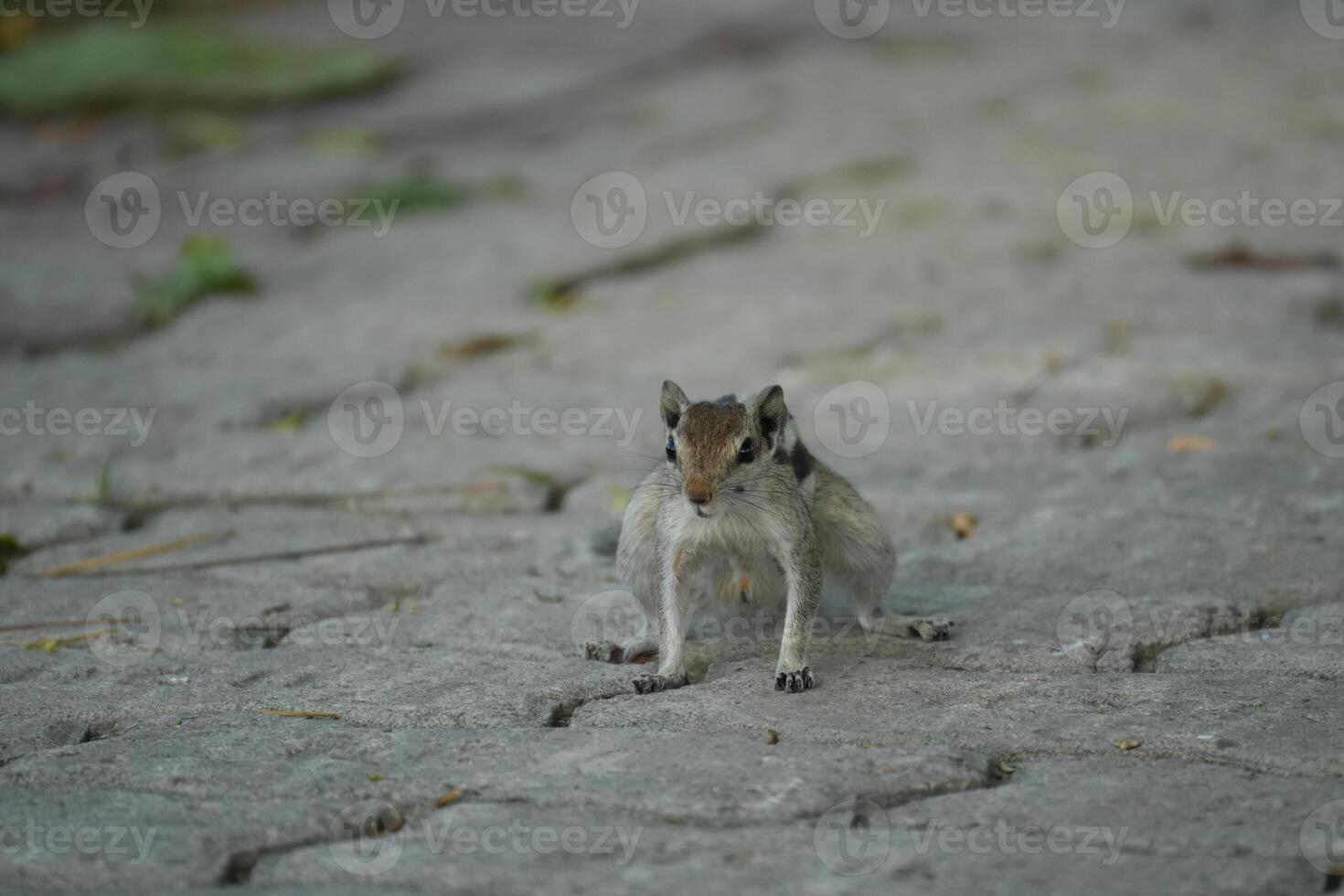 A cute squirrel posing on a stone pavement photo