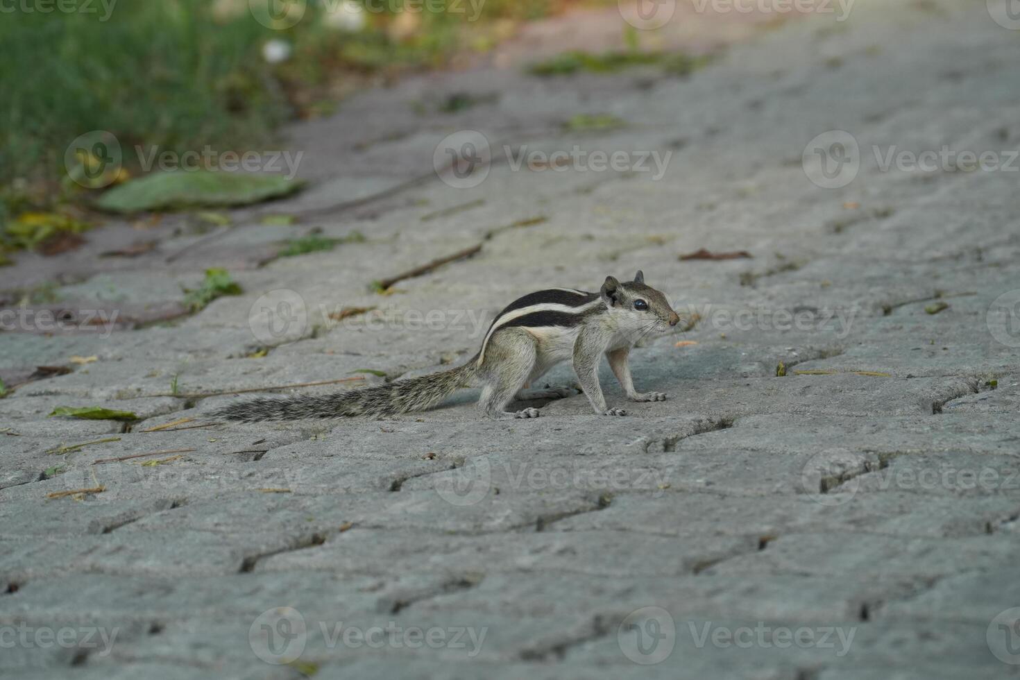 A little Squirrel on a paved path photo