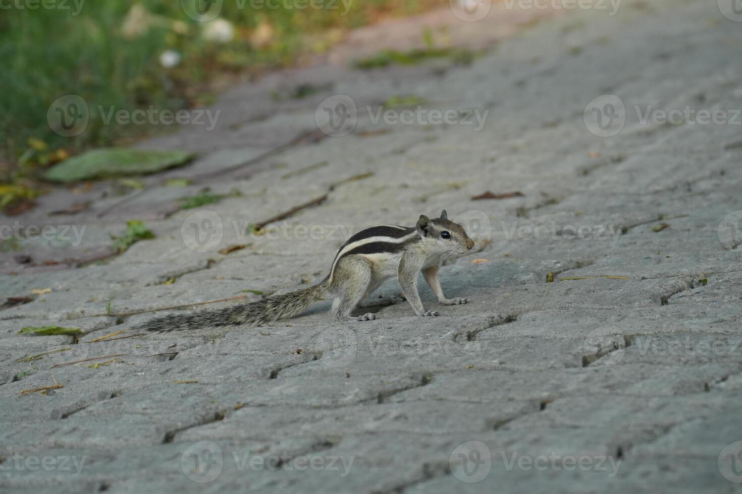 A Squirrel on a Paved Surface photo