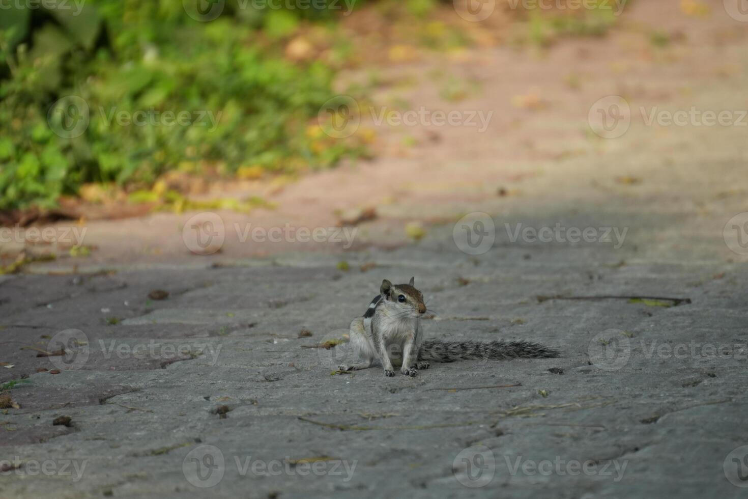 Squirrel on a paved path photo