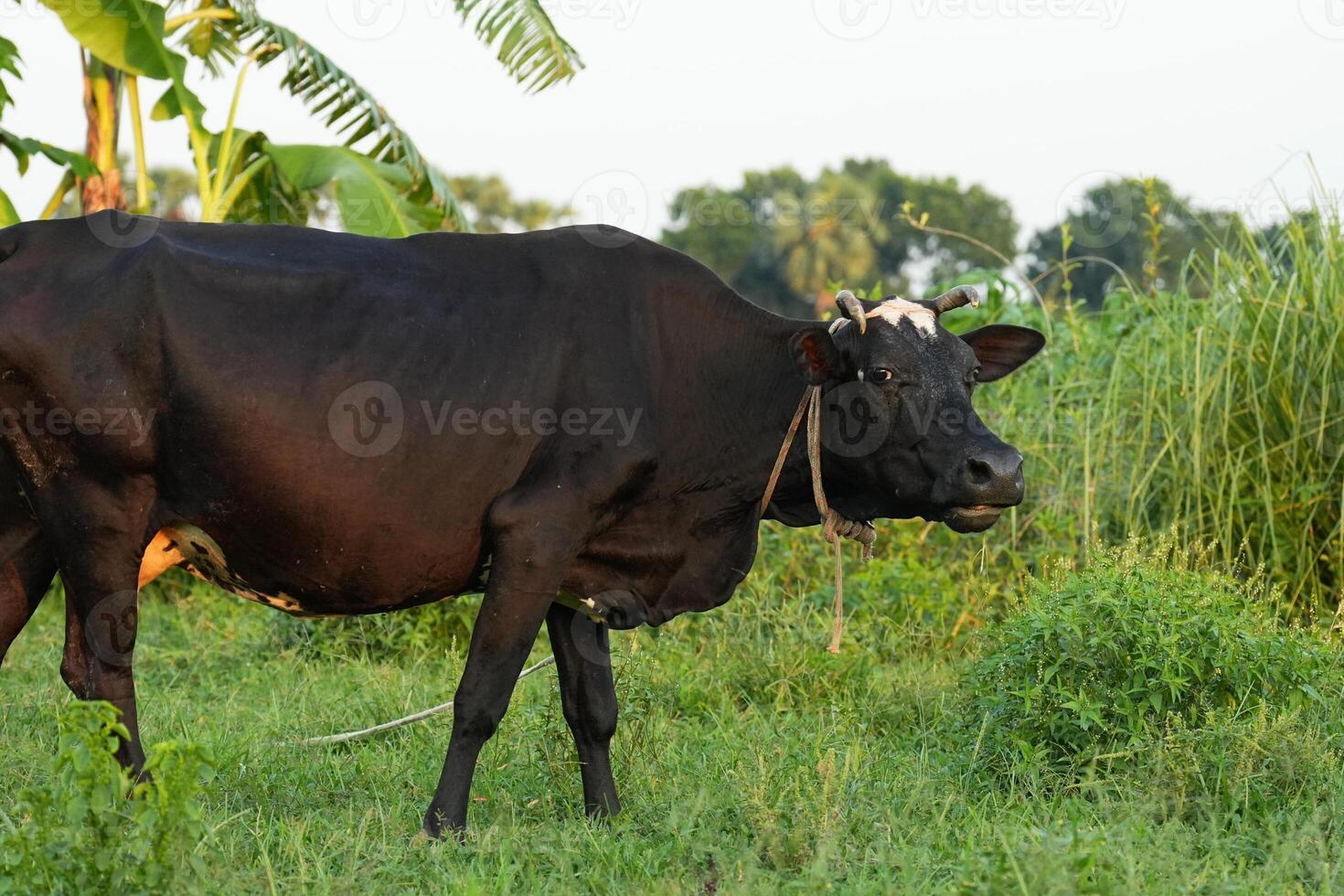 Buffalo Standing on Rural Green Field Under Natural Light photo