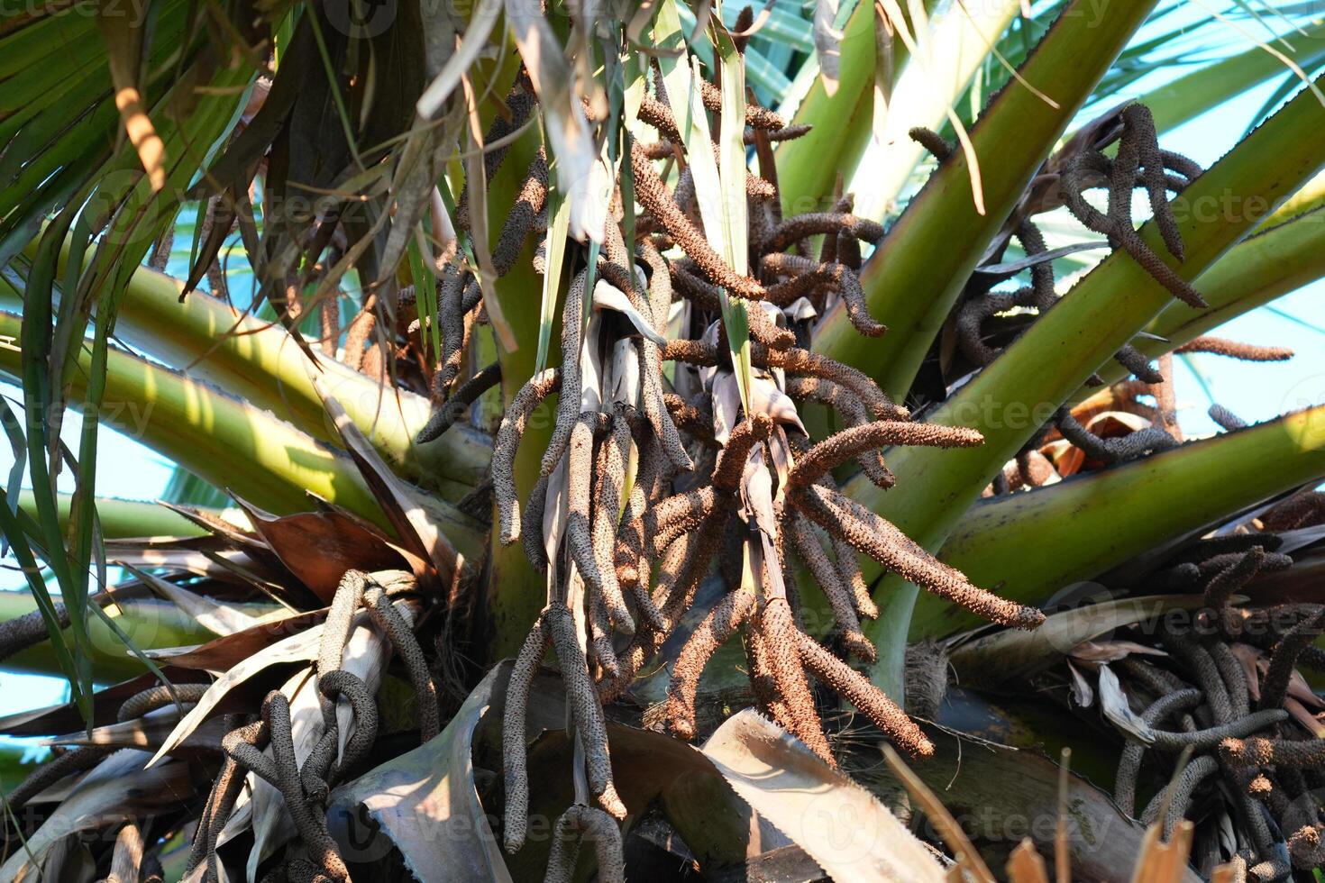 Detailed view of a palm tree's inflorescence with textural elements photo