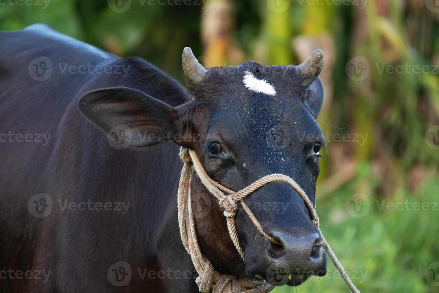 A close-up portrait of a black cow with horns, facing the camera. photo