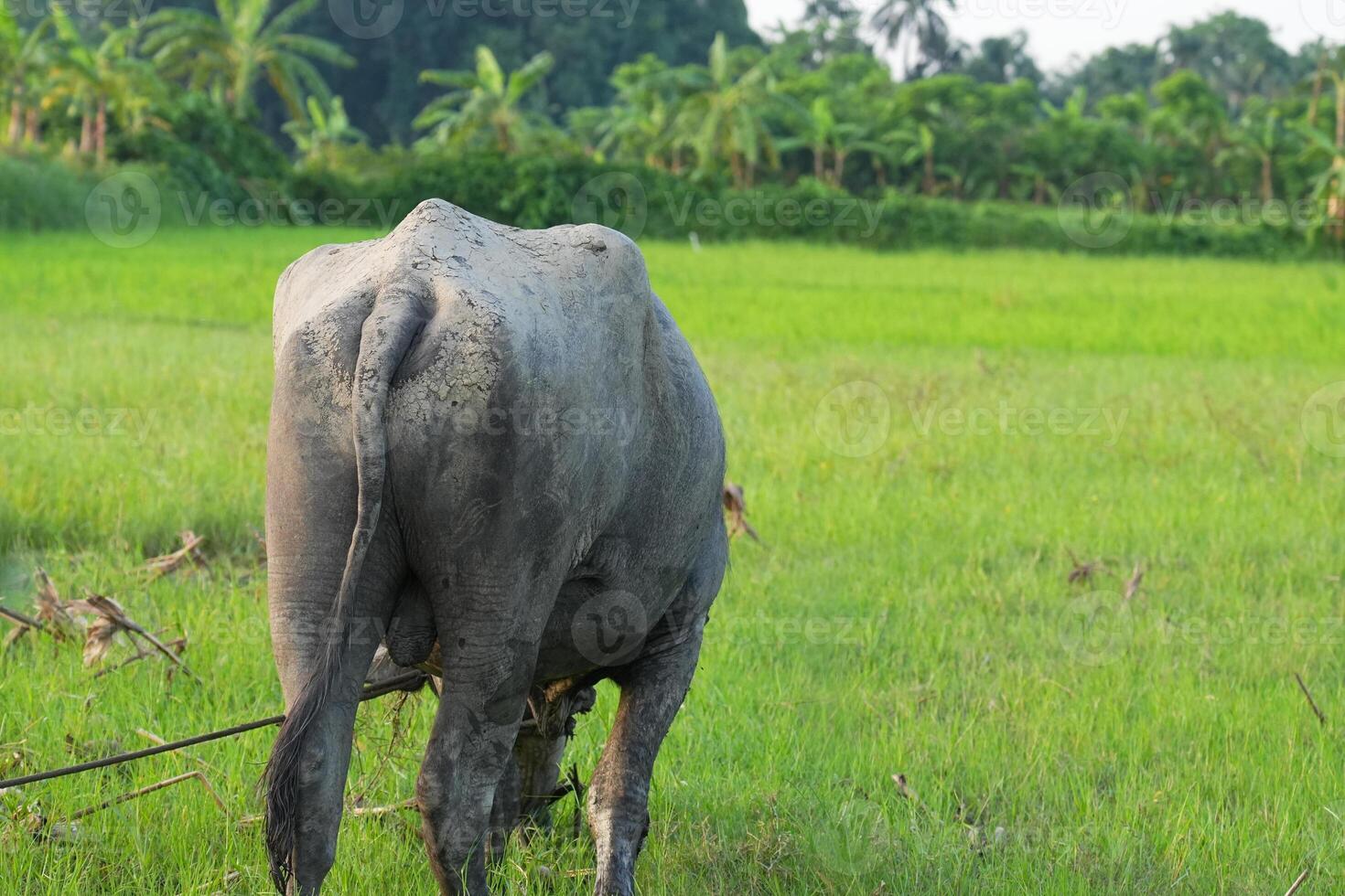 A cow grazing in a lush green field photo