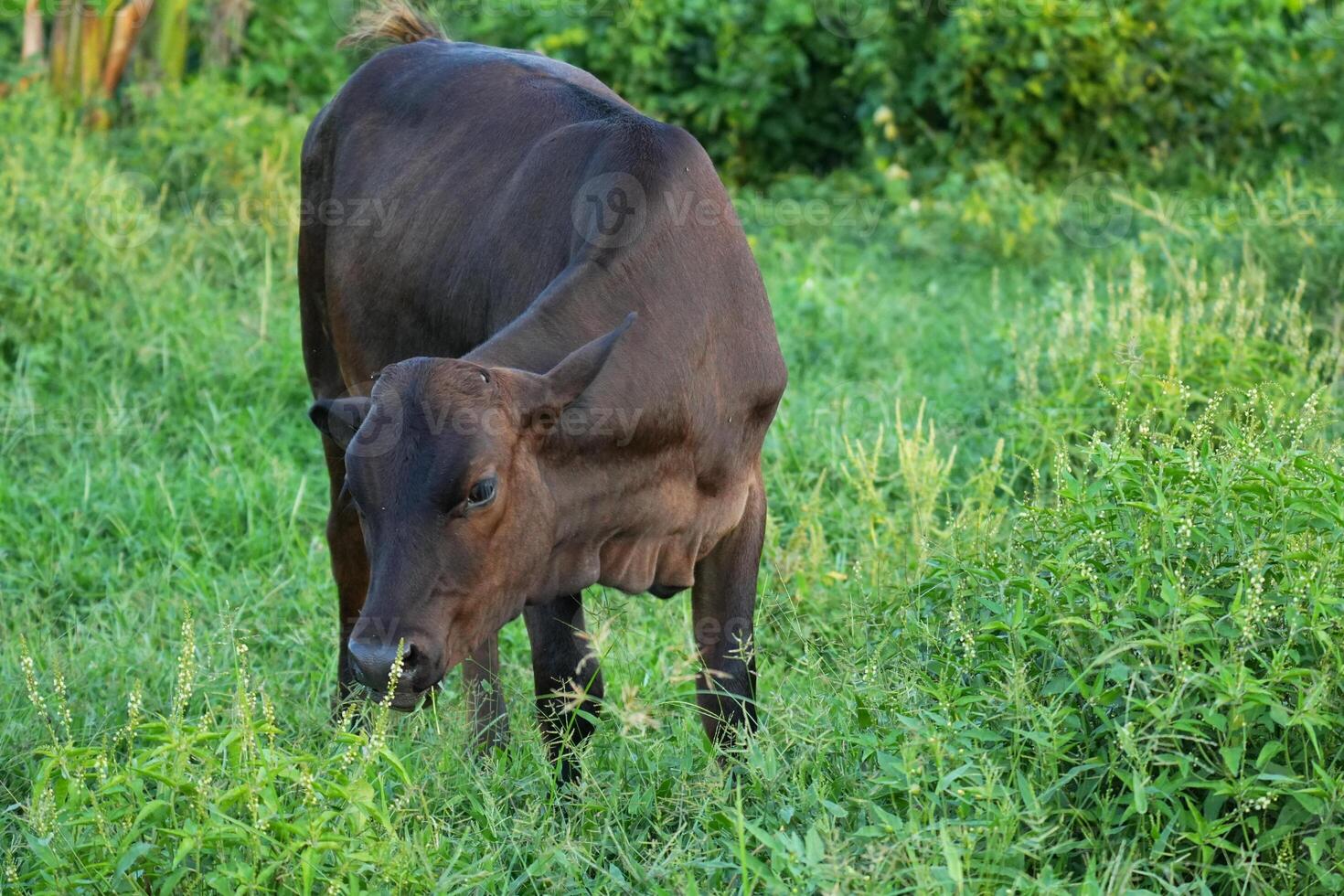 A small Black Buffalo Looking Down Grazing in Lush Grassland photo