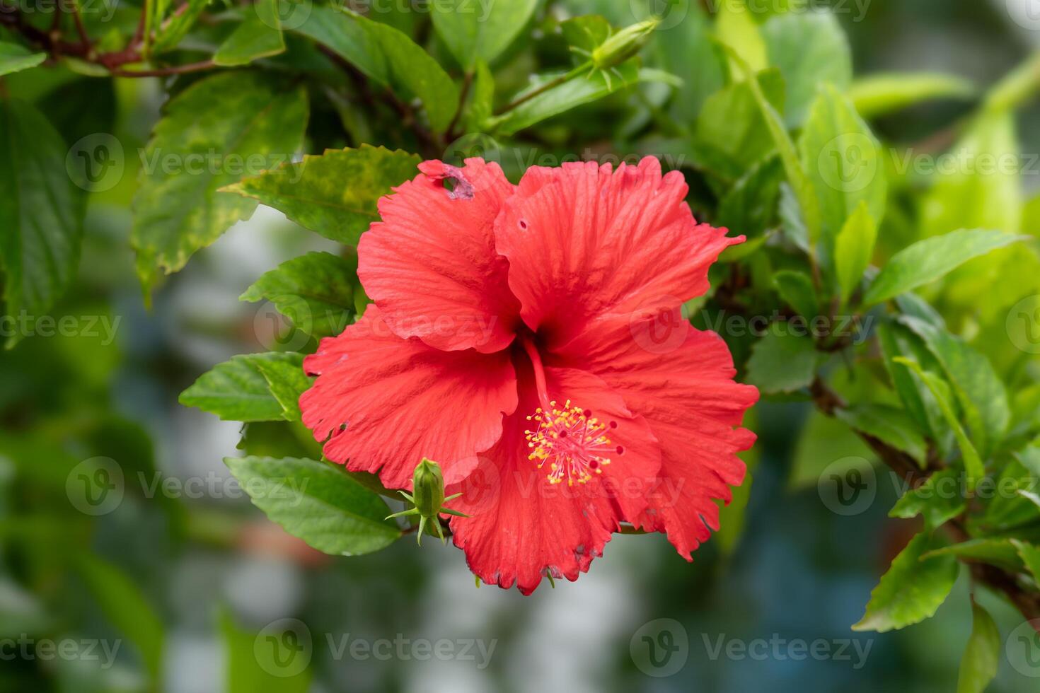 A vibrant red hibiscus flower in full bloom, showcasing its delicate petals. photo