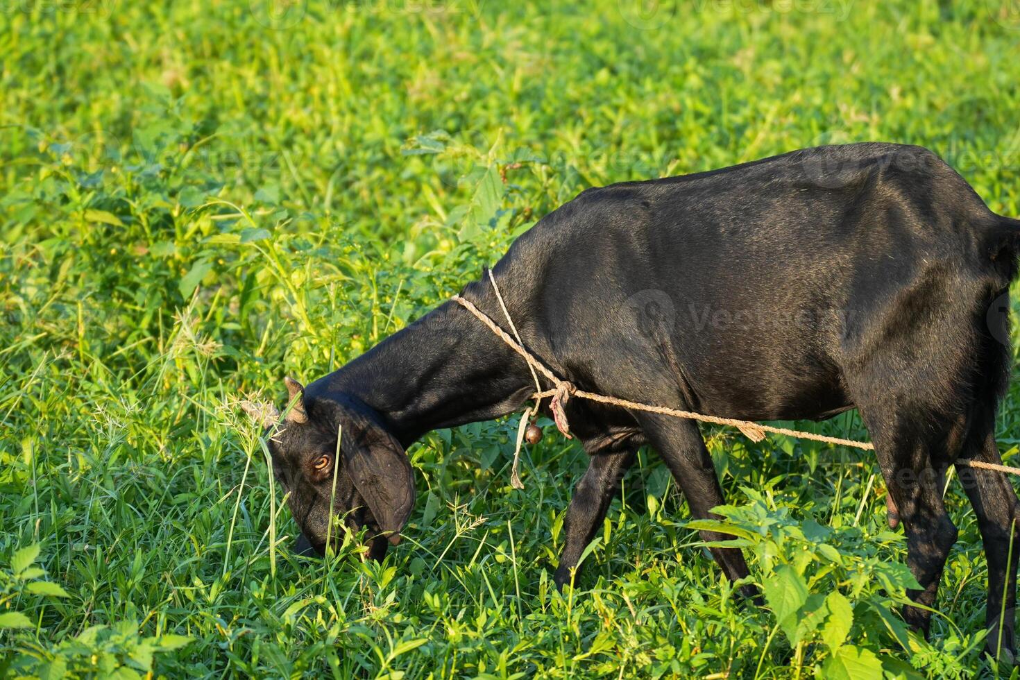 Buffalo Grazing in Greenery Tied with Rope in Village Area photo