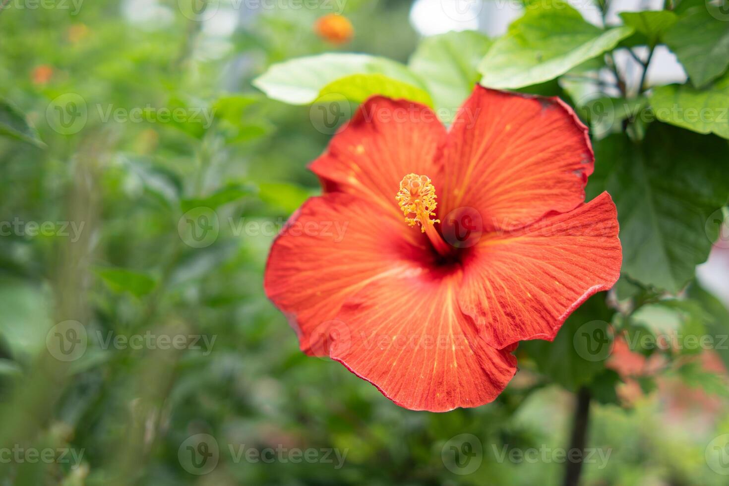 Close-up shot of a vibrant red hibiscus flower in full bloom photo