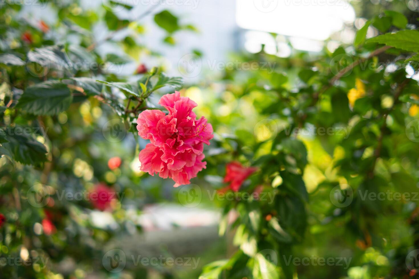 Close-up of a vibrant pink hibiscus flower in full bloom, surrounded by green foliage photo