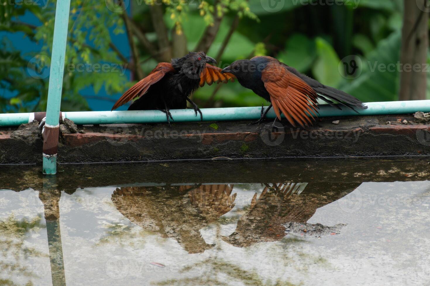 Two Greater Coucals in Confrontation Reflected in Water photo