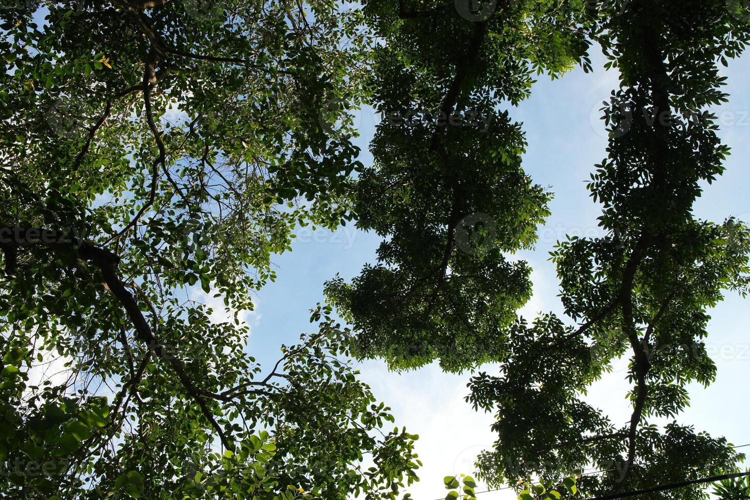 View of the Sky Through a Dense Tree Canopy photo