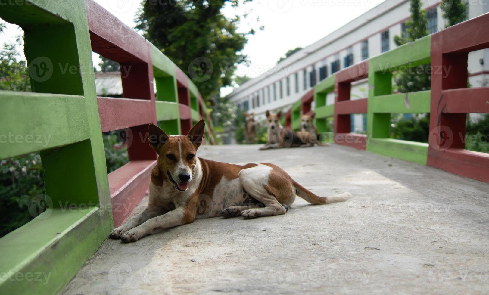 Dog relaxing on a bridge with other dogs in the background photo