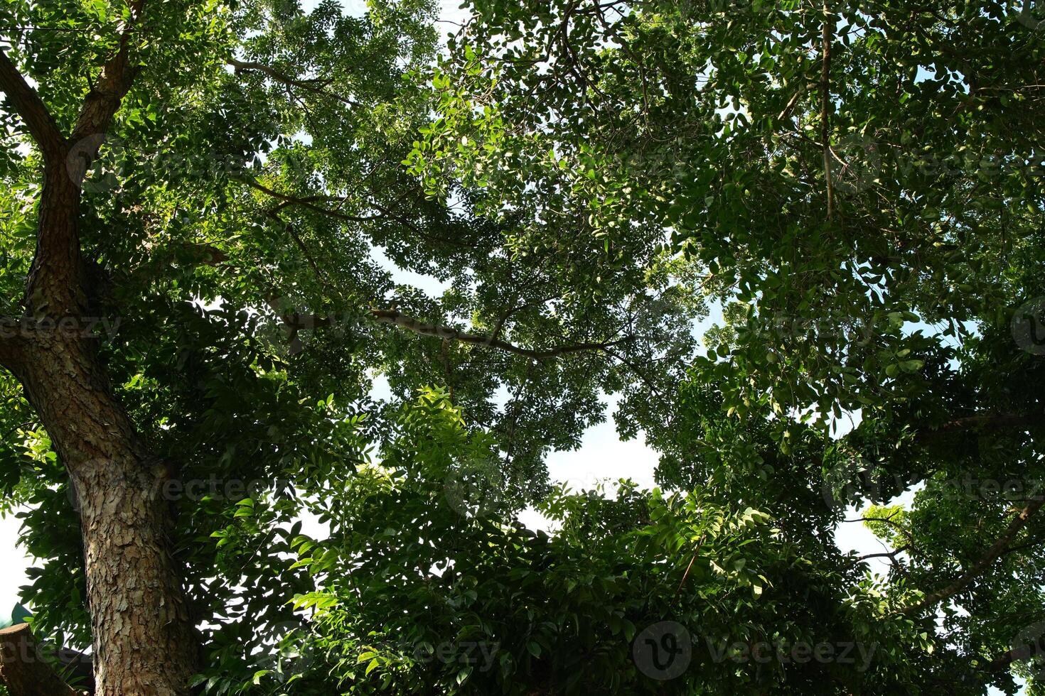 Looking up at a dense green tree canopy with sunlight filtering through the leaves photo