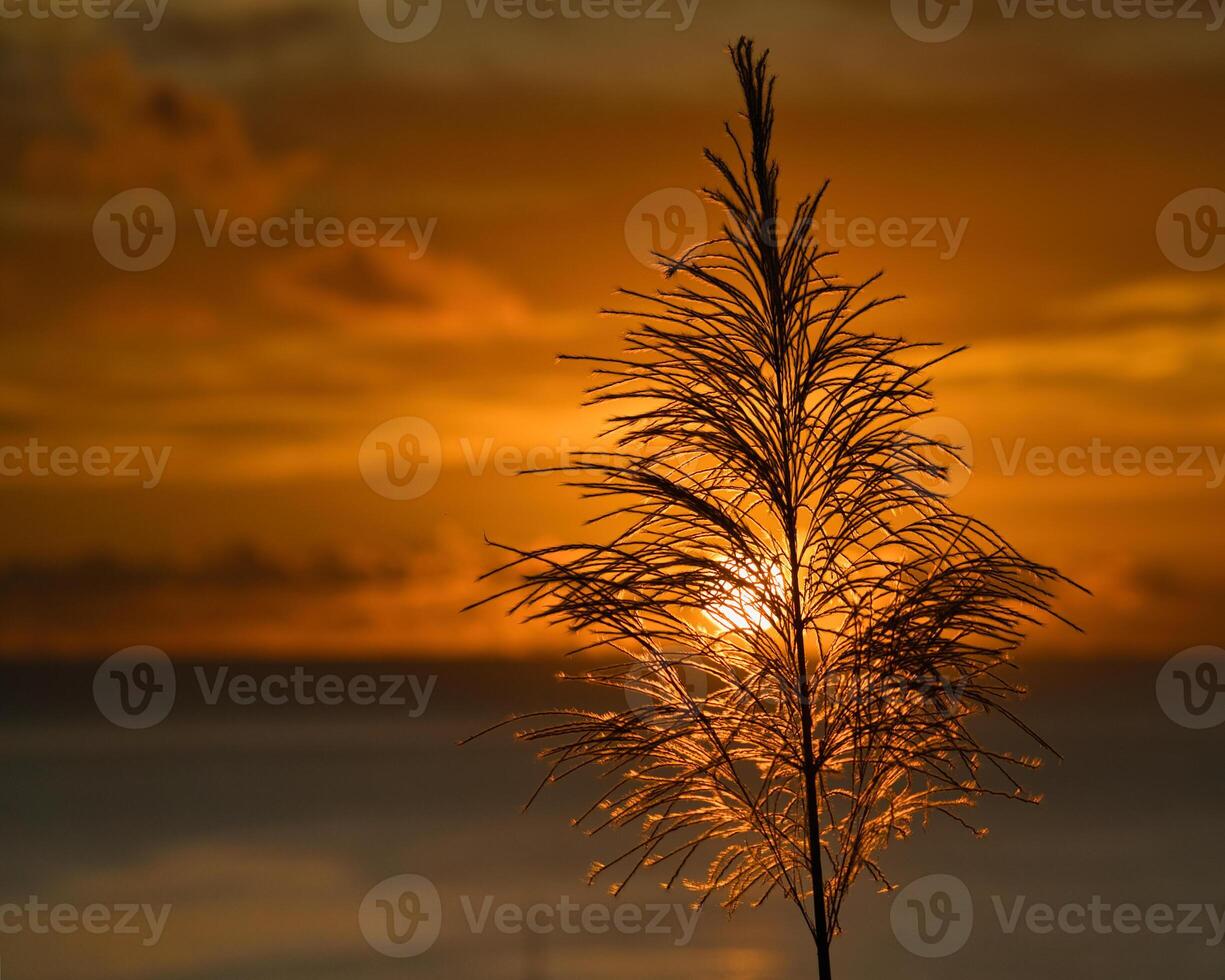 yellow golden sunset behind sugarcane flower over the ocean, Mahe Seychelles photo