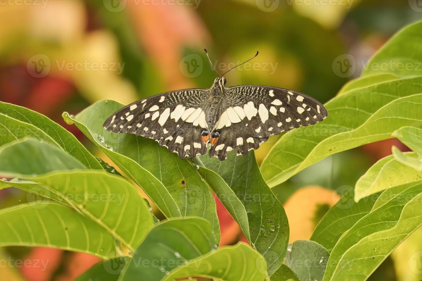 Single butterfly on leaf in garden, Mahe Seychelles photo