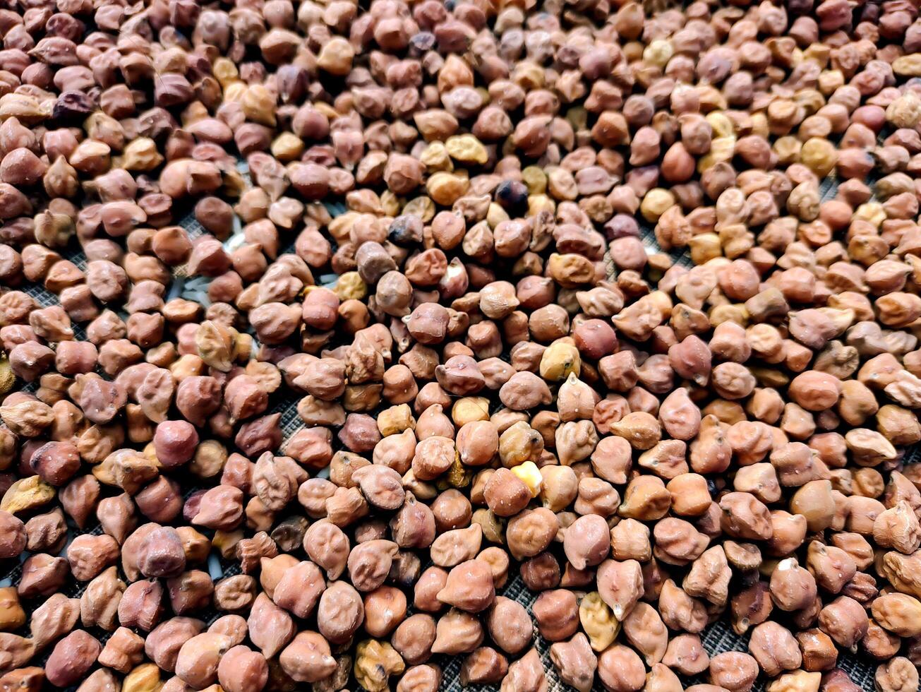 Closeup of Dried Black Chickpeas or Kala Chana Spread Out for Drying photo
