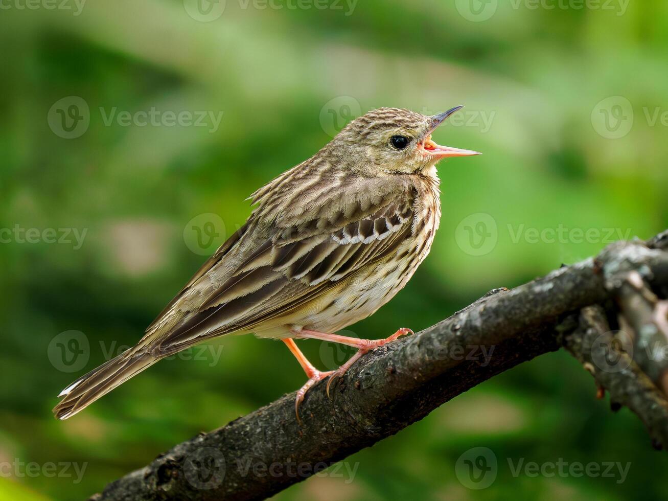 The tree pipit or Anthus trivialis perched on tree branch and song. The tree pipit is small passerine bird. Close up portrait of young tree pipit bird. photo