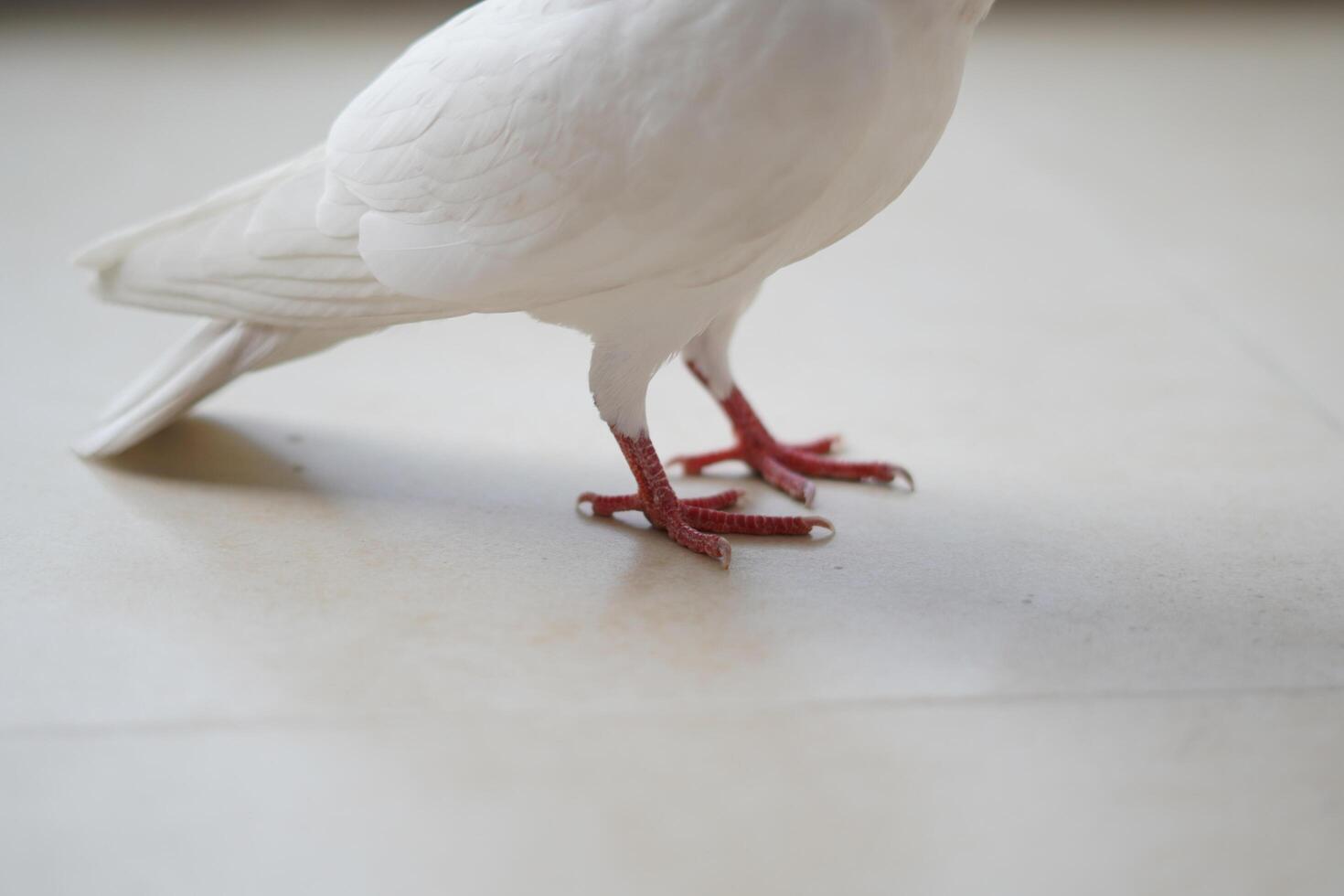 Pigeon Feet on Residential Balcony Surface photo