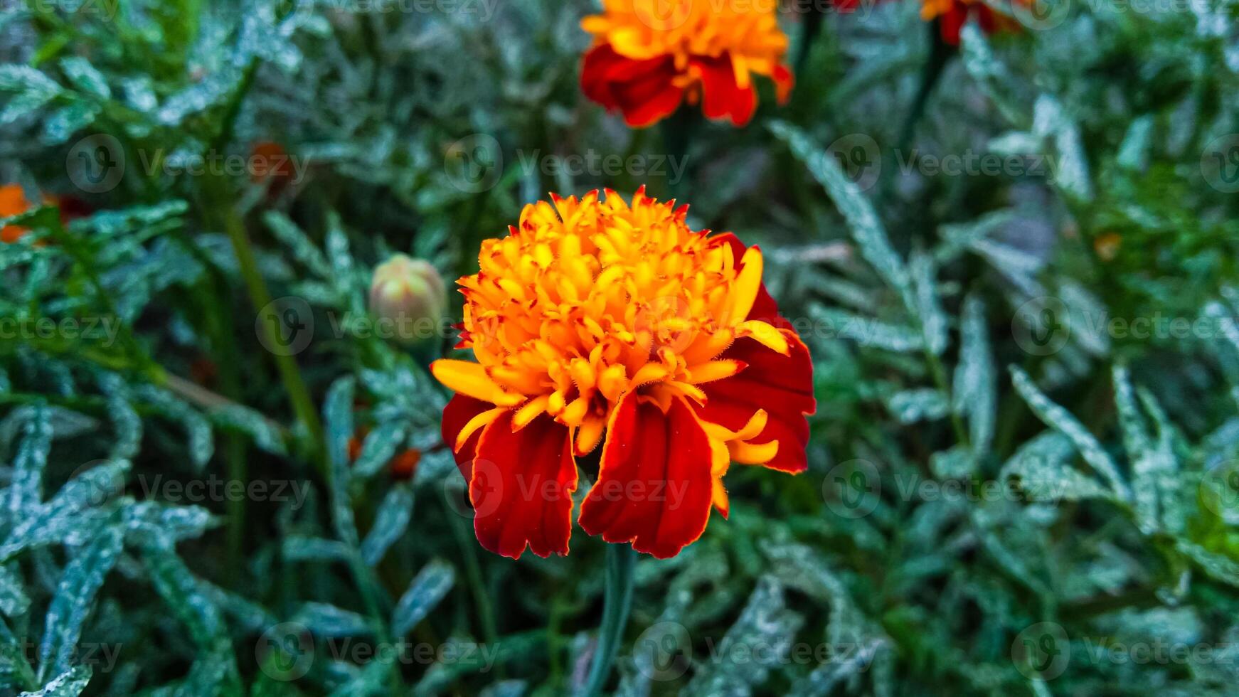 This flower Marigold, the red color is very striking, it grows beautifully in cool temperatures. photo