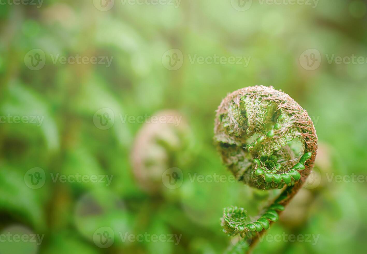 Young fern leaf in forest macro. Stock photo