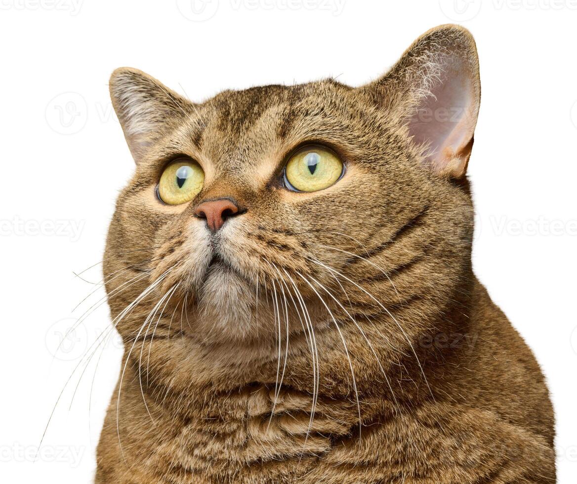 Portrait of a gray cat with yellow eyes on an isolated background. The animal looks up with an expression of surprise and curiosity. photo