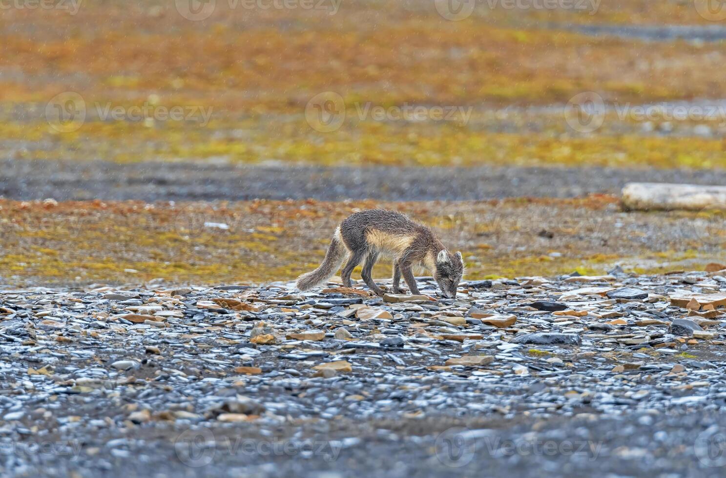 Arctic Fox Checking Coastal Arctic Rocks For Food photo