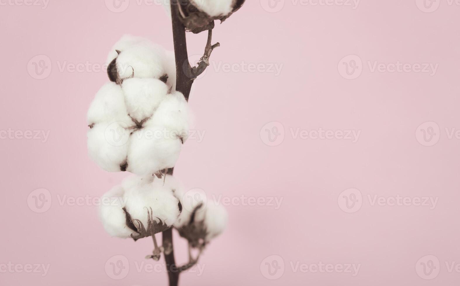 Cotton flower branch stem. Still life. Head on, medium angle, horizontal with free copy space. photo