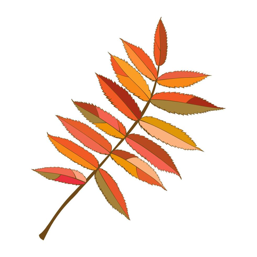Hand-drawn autumn colored rowan fall leaf isolated on white background. Flat style illustration. vector