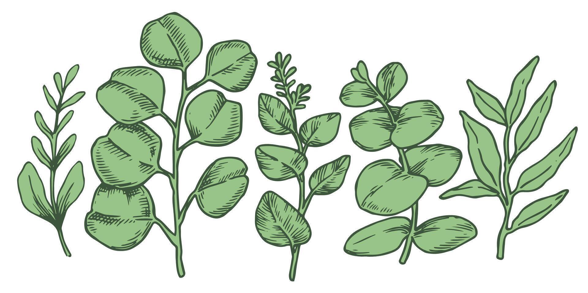 Set of tropical green eucalyptus leaves. illustration in sketch style vector