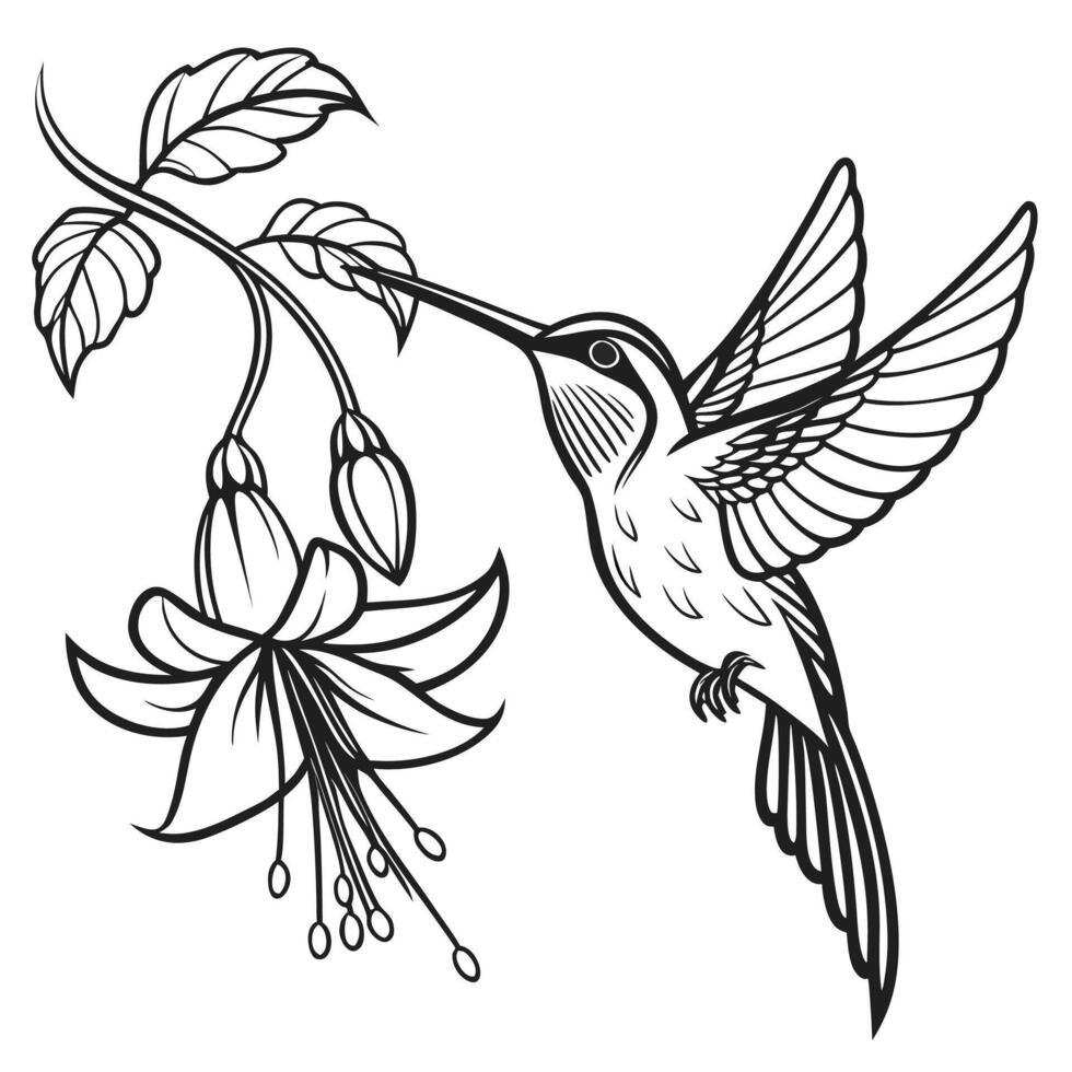 Black and White Line Art Hummingbird Feeding on Fuchsia Flower Detailed Botanical Illustration vector