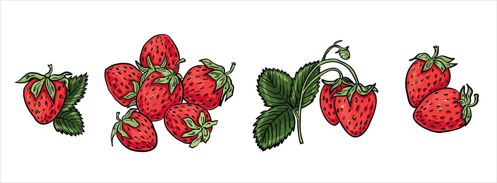 A set of ripe strawberries in different groupings and arrangements. Includes single berries, bunches, and a branch with leaves. Perfect for food packaging, patterns, or seasonal design. vector